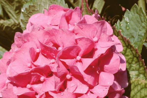 繡球花喜歡太陽(yáng)嗎