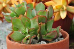 玉樹怎么養(yǎng)護，玉樹的四季養(yǎng)護方法