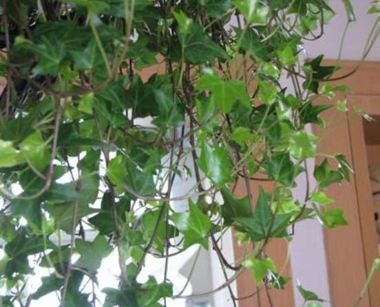 常春藤葉片干枯怎么救，老農(nóng)總結(jié)三種最有效解決辦法