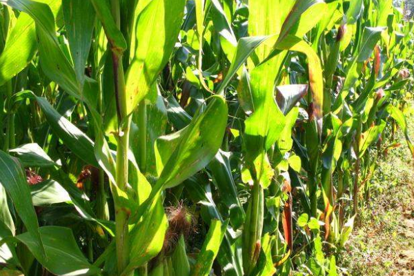 玉米長(zhǎng)丫子是什么原因