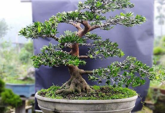 羅漢松有毒嗎，羅漢松可以在臥室養(yǎng)嗎