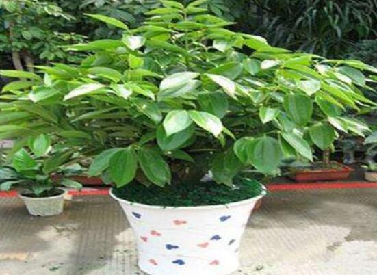 平安樹好養(yǎng)嗎，教你簡(jiǎn)單四種養(yǎng)殖方法/闔家幸福、萬事如意