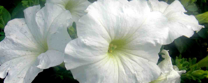 牽?；ㄕ{(diào)謝后怎么處理