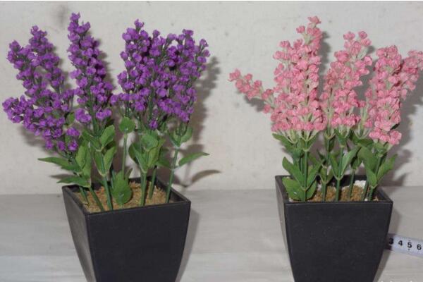 薰衣草盆栽的種植方法，薰衣草種植的5大要點(diǎn)