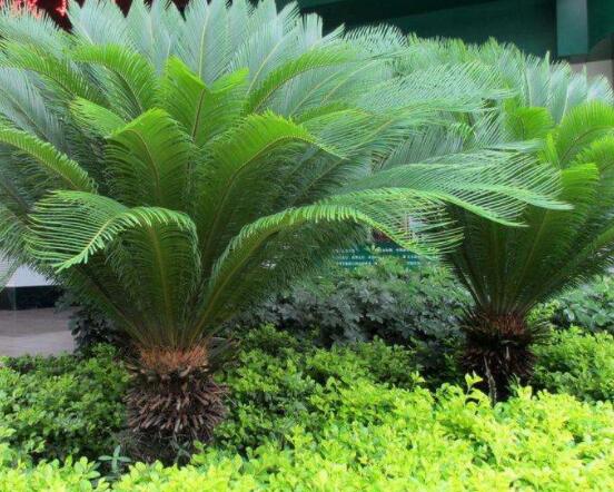 鐵樹葉片彎曲變形的原因和解決方法，教你三種最直觀有效措施