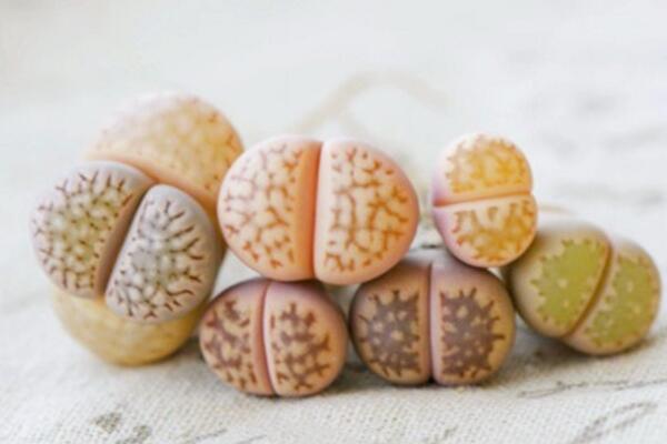 生石花的養(yǎng)殖方法，必須要掌握的5大要點