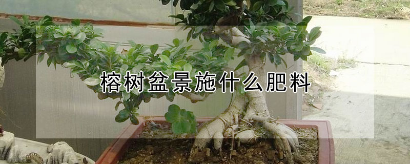 榕樹(shù)盆景施什么肥料