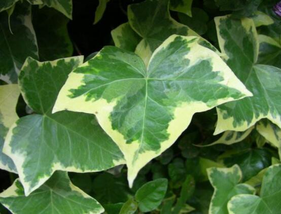 常青藤哪個品種最好，每個品種富有獨(dú)具一格(無好壞之分)