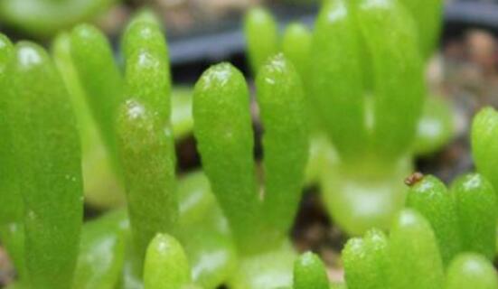 碧光環(huán)秋天怎么養(yǎng)，教你五點(diǎn)重要方法生長(zhǎng)碧綠