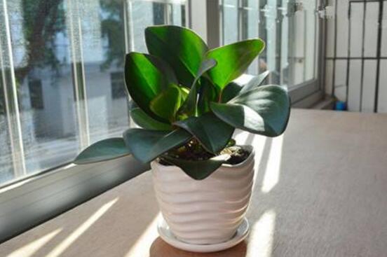 紫邊碧玉的養(yǎng)殖方法，老農(nóng)總結(jié)的七個基本方法