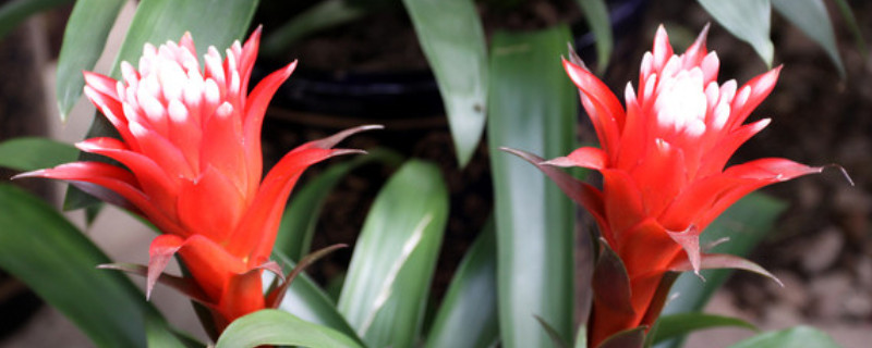 鴻運(yùn)當(dāng)頭無(wú)根能活嗎