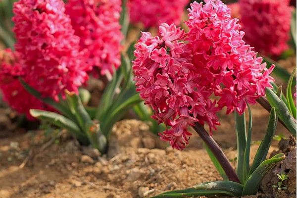 風(fēng)信子凋謝后怎么處理，修剪葉片并保留根莖