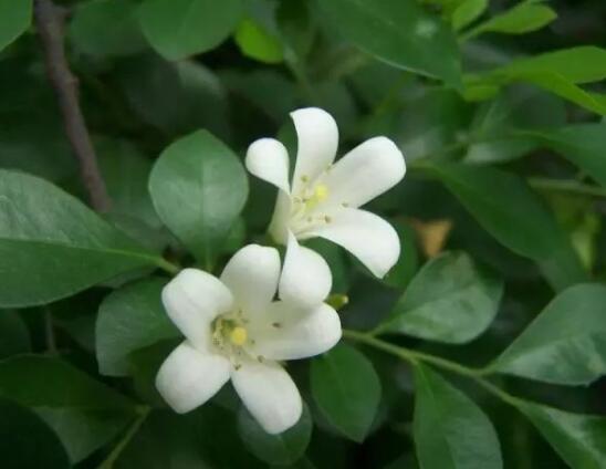 九里香多大開花，幼苗開花需3-4年/成株年年開花