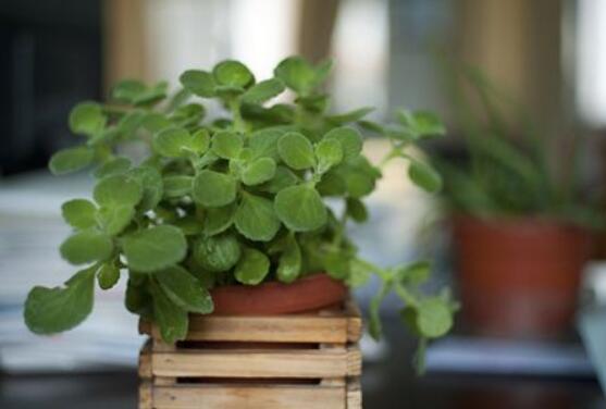 碰碰香冬天養(yǎng)殖方法，注意做好保溫保暖/減少澆水施肥