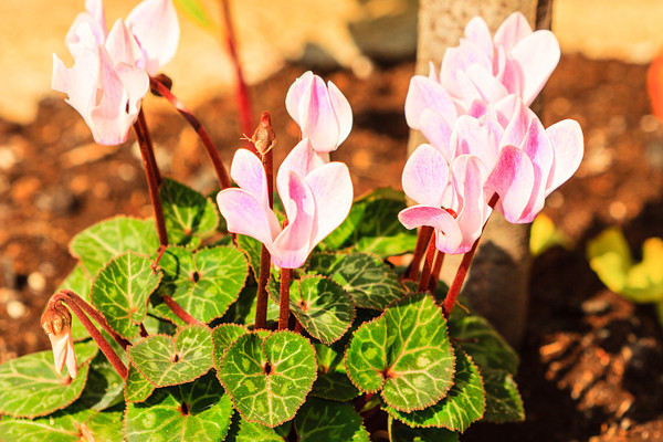 紫羅蘭長(zhǎng)的太長(zhǎng)了怎么辦