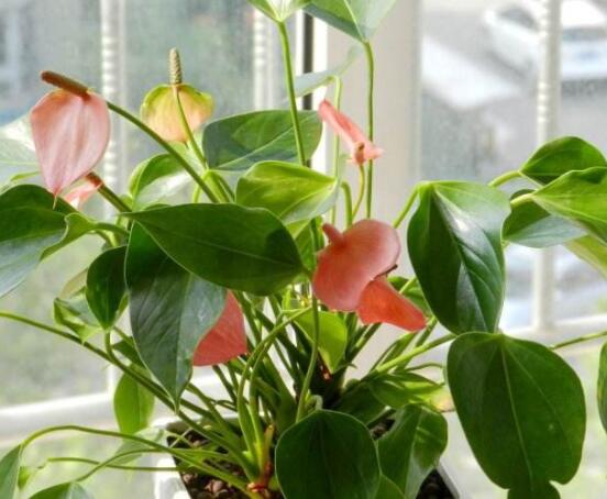 紅掌葉子發(fā)黃焦邊干枯是怎么回事，教你最直接有效三種解決措施