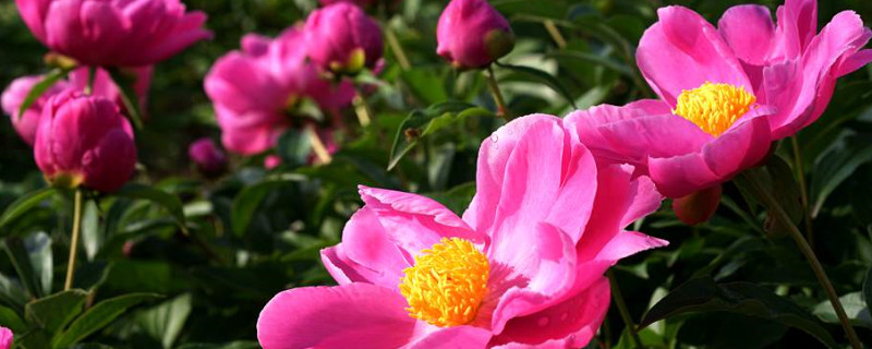 芍藥花的特點有什么