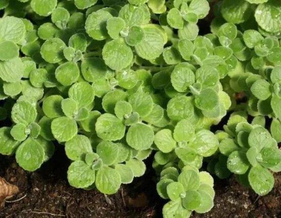 碰碰香冬天養(yǎng)殖方法，注意做好保溫保暖/減少澆水施肥