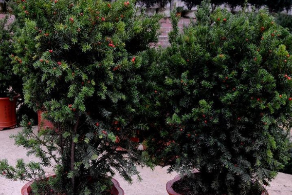 盆栽紅豆杉的養(yǎng)殖方法和注意事項