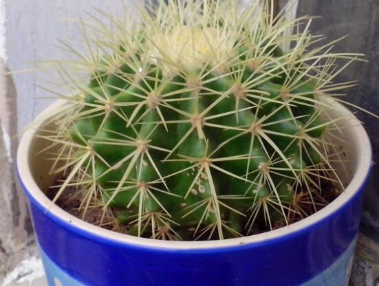 仙人球的擺放風水，陽臺、玄關(guān)、書房為風水最好