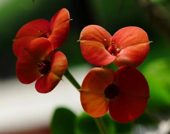 虎刺梅對(duì)人身體有害嗎，只需要注意避免接觸即可