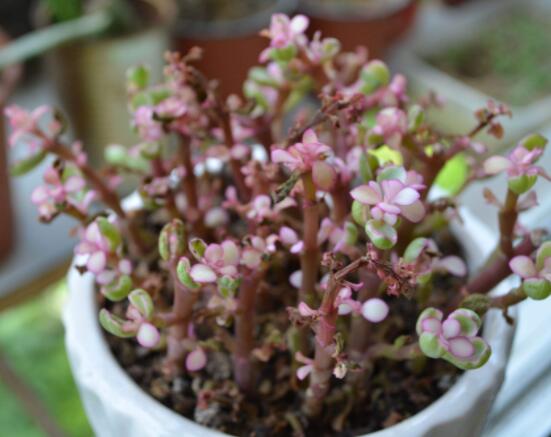 雅樂之舞如何變粉，五個小妙招教你變得粉紅