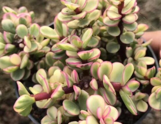 雅樂之舞怎么修剪，流枝修剪最為簡單(應(yīng)用廣泛)