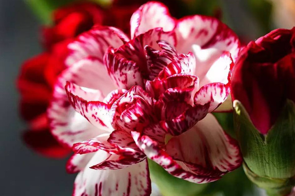 康乃馨花語(yǔ)代表什么