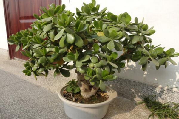 燕子掌多久開花，正常情況下養(yǎng)殖2-3年才能開花