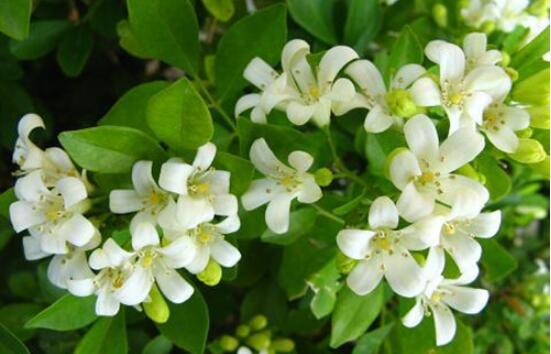 七里香和九里香的區(qū)別，教你三種區(qū)別方法(形態(tài)/生長(zhǎng)/作用)