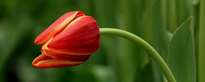 郁金香要?jiǎng)兤? data-kYdE=