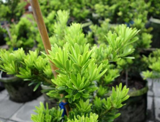 小葉羅漢松的養(yǎng)殖方法，老農(nóng)總結(jié)八大簡(jiǎn)單易學(xué)的養(yǎng)殖技巧