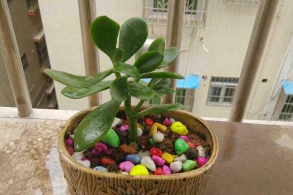 燕子掌怎么扦插，5步即可完成燕子掌的扦插