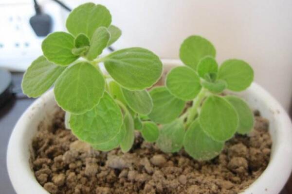 植物碰碰香的養(yǎng)殖方法，光照充足是碰碰香生長的關(guān)鍵