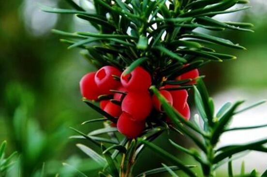 紅豆杉怎么換盆，三個簡單方法教你輕松學(xué)會