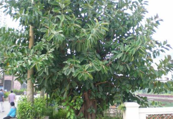 橡皮樹怎么養(yǎng)，牢記七個(gè)步驟就可養(yǎng)好