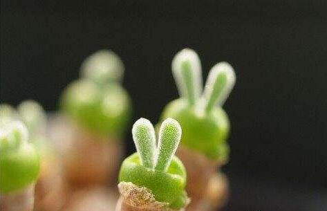 小碧光環(huán)可以移盆嗎，要選擇適宜的時(shí)間移栽