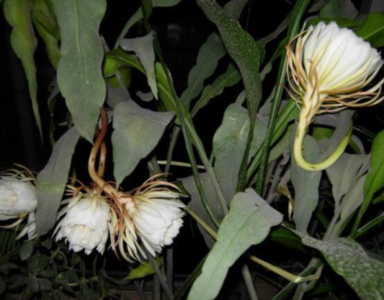 曇花怎么修剪，以輕剪與中剪為主(忌重剪)