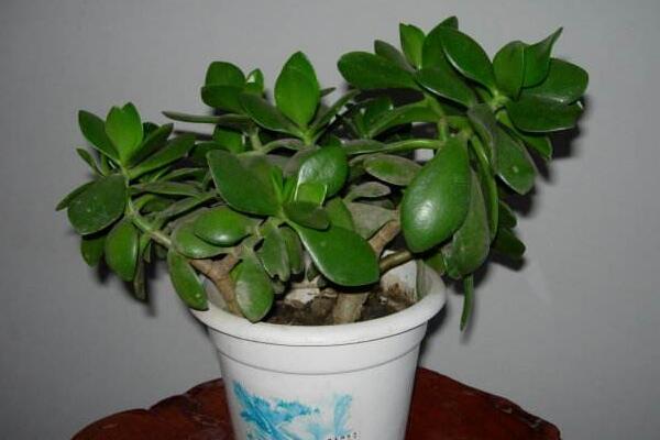 玉樹(shù)的養(yǎng)殖方法和病蟲(chóng)害防治，詳細(xì)介紹四步養(yǎng)護(hù)三種病害