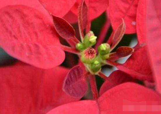 一品紅冬季怎么養(yǎng)，做好五個要點便可安然過冬