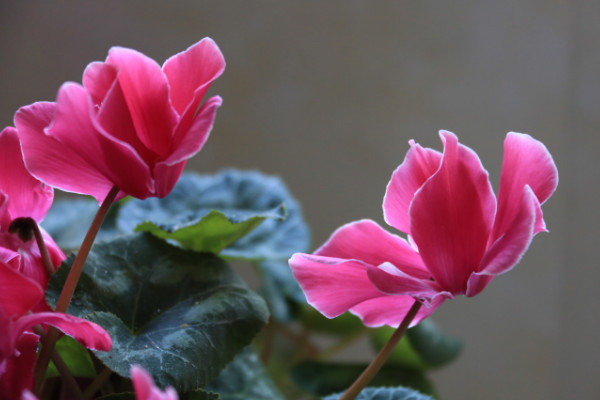 仙客來(lái)種子怎么收，花期結(jié)束2個(gè)月后開(kāi)始收獲