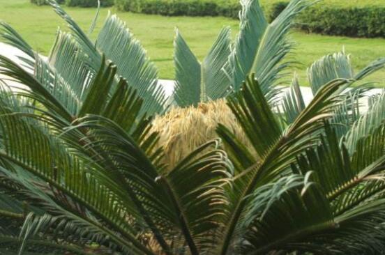 鐵樹開花有什么寓意，象征著大富大貴、吉祥瑞兆