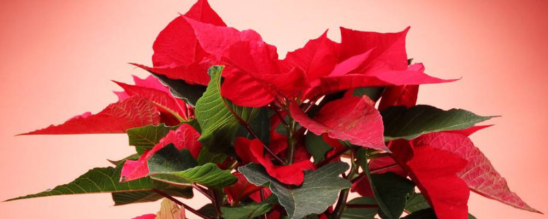 一品紅葉子卷起來(lái)發(fā)黃