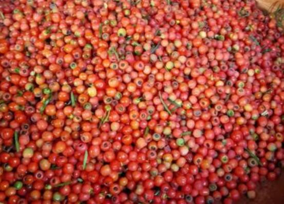 紅豆杉種子怎么種，做好這四點就會生根發(fā)芽