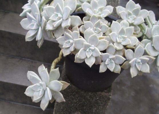 寶石花特點(diǎn)是什么，藥用價(jià)值是最大特色