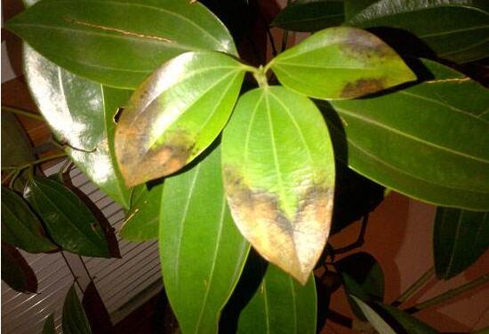 平安樹爛根怎么辦，平安樹爛根處理方法