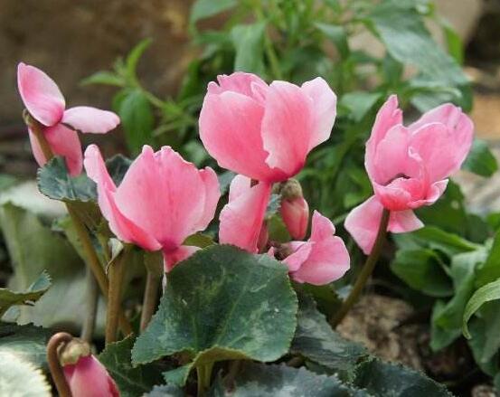 仙客來不長新葉怎么辦，多半是盆土澆水光照導(dǎo)致