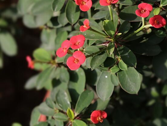 虎刺梅怎么扦插，擇10厘米健壯枝條/做好消毒處理