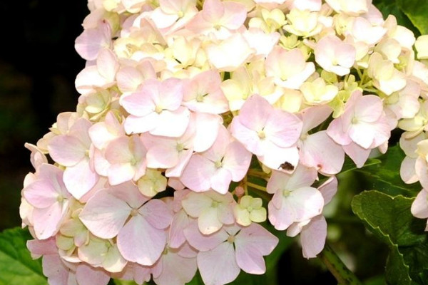 繡球花種子育苗方法