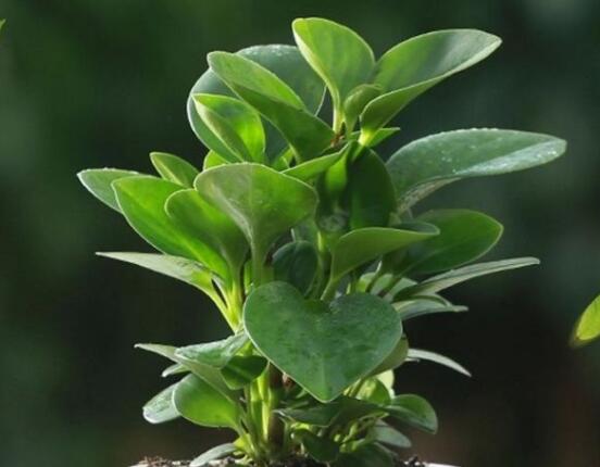 碧玉剪一小段能水培嗎，做好這簡單四步可水培爆盆